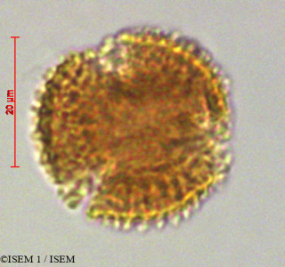 Tetrorchidium andinum - lame n° 29229